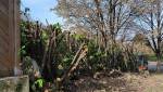 Jardin sans les arbustes