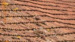 Tuiles anciennes avec lichen et mousse  couvreur 77, charpentier 77, isolation thermique 77, sarking 77, toiture 77