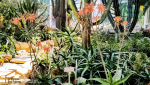 Fleurs exotique dans une serre