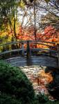 jardin japonais