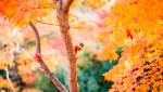jardin japonais