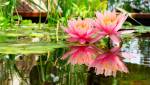 Créer une oasis dans son jardin.
