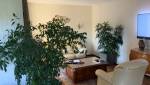 Salon avec plantes avant rénovation à Anduze 30140