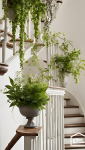 Plantes suspendues escalier