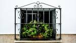 Plante Dax-sud-Landes