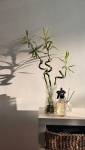 décoration feng shui