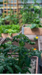 Le Potager