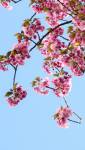 printemps