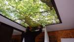 Plafond tendu rétro éclairage décor forêt