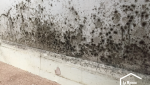 Traces d'humidité et de moisissures