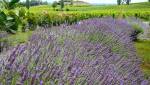Lavandes travaux Vaucluse 