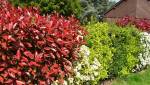 Haie végétale avec floraisons saisonnaières