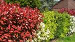 Haie végétale avec floraisons saisonnaières