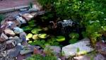 bassin luxuriant, rustique et naturel