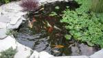 Les poissons apportent couleur et zénitude à votre bassin