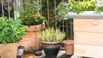 Plantes sur une terrasse