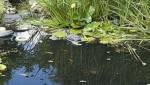 bassin jardin