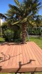 Terrasse Bois Cumaru, intégration du palmier existant