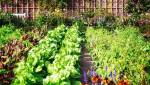 potager alignement allée