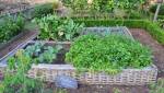 petit potager