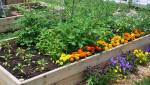 potager enclavé