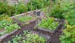 potager bio