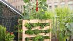 Aménagement d'un potager sur sa terrasse ou son balcon