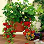 Suspension de fraisier pour un balcon