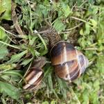 Bien aménager votre jardin avec la Maison des Travaux de l'Isle-Adam