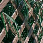 Palissade en bois