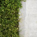 Création d'un mur végétal - Nantes 44