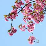 printemps