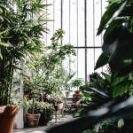 Serre de jardin