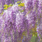Glycine
