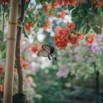 Aménagement paysager Dax