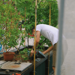 Comment mettre au vert son balcon ?