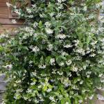 Et pourquoi pas un jardinet sur votre balcon ?