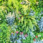 Mur végétalisé extérieur - Valence 26