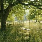 jardin vieillissant Dax