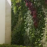 Mur végétal