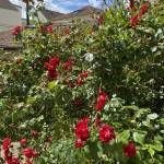 Comment optimiser votre jardin dans les Hauts-de-Seine (92)