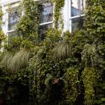 végétalisation façade savoie