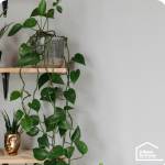 Créer son mur végétal à Port-En-Bessin (14520)