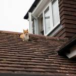 Rénovation de toiture : quand faut-il y penser ?