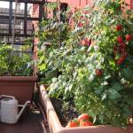 Idée d'aménagement d'un potager sur votre balcon