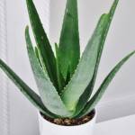Plante Aloé Vera