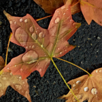 travaux maison automne balma toulouse