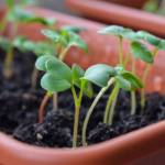 Créer un potager sur son balcon
