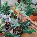 Comment installer une serre de jardin ?