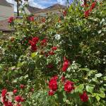 Comment optimiser votre jardin dans les Hauts-de-Seine (92)